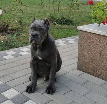 Psi: Ako tražite vernog člana porodice, obratite se nama i postanite — 5