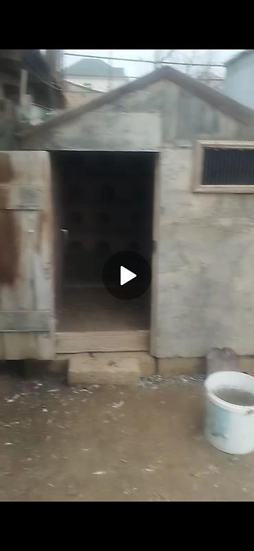 Göyərçinlər: Quş damılar satılır — 3