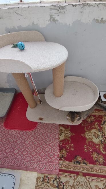 Yuvalar: Bir pisiye aid olan butun esyalar satilir yemek qabi qum qabi boyuk — 8