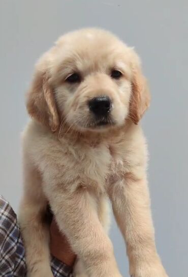 Labrador-retriver, 2 ay, Erkek