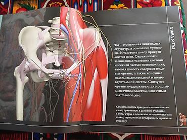 3d модель: Анатомия человека 360°. Полный 3D‑справочник Большой иллюстрированный — 4