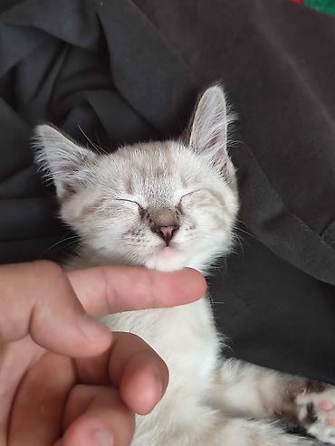 кошки сиамская: Беспородная, 2 месяца, Девочка, Белый — 1