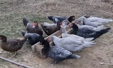 ineklerin satisi: Lavanda sortu erkek satlir50m ve balda var satisda qarsiq