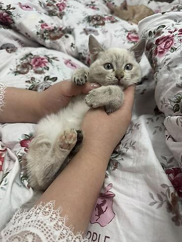 малинкий кошка: Беспородная, 3 месяца, Девочка, Приучена к лотку — 1