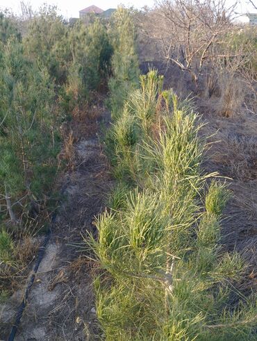 Şitillər: Satılır: iynəyarpaq şam ağacları (fidanlar) - Növ: Şam (Pinus) – — 10