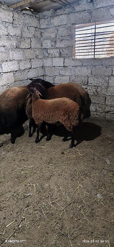 heyvan satisi: Erkey quzular satılır öz heyvanlarmın balasıdı sağlam problemsiz — 2