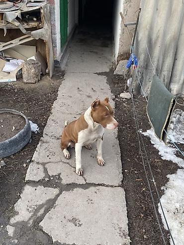 Продажа собак: Питбуль, 8 месяцев, Самка, С прививкой — 11