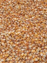 продажа домашних кур: Кургак жугор сатылат 25тонна бар
кукуруза сухая росыпю