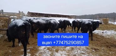 Коровы, быки: Продаю | Корова (самка), Бык (самец) | Ангус, Герефорд, Абердин-ангус | Для молока