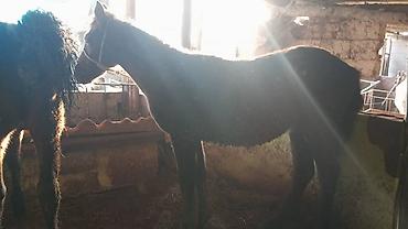 Лошади, кони: Продаю | Кобыла (самка) | На забой, Для разведения — 10