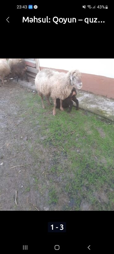 Qoyunlar, qoçlar: 470 deylir riyal alcıyna razlaşmaq olar zəngin vurun — 7