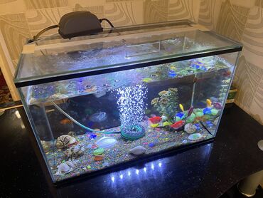 аквариум кара балта: Продает аквариум объем 30л вместе с рыбками (8шт,меченосцы 2 шт самка