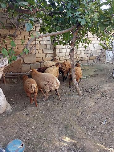 qu qusu satisi: Obşi 8 baş 6 quzu du 1 ana bala qoyun dişi balalı qoyun təzədən boğaz — 8