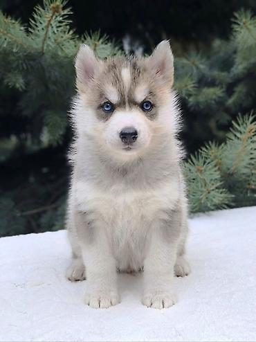 Хаски, 1 месяц, Самка