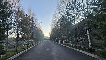 Берёза: Саженцы — 9