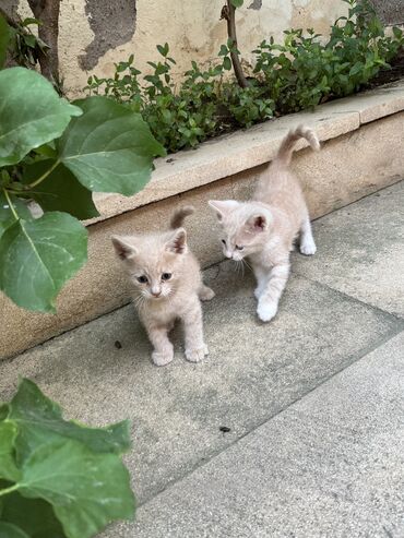 ağ pişiy: Erkək, Yaxşı əllərə, Ünvandan götürmə
