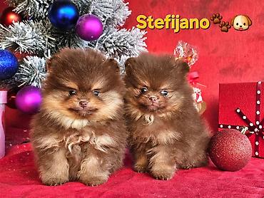 Psi: Pomeranac Boo. NOVO! Ekskluzivni dugo ocekivani stenci pomeranca u — 23