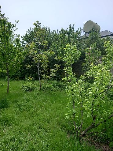 şəmkir torpaq satılır: 40 sot, Tikinti, Mülkiyyətçi, Bələdiyyə, Kupça (Çıxarış) — 3