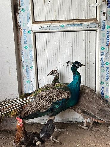 Павлины: Məhsul: Tovus quşları (pavlinlər) – erkək və dişi cütlük 15 EDED — 3