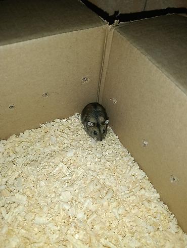 brama cuceleri: Cırtdan hamster (cücə ölçülü, qısa quyruqlu) – ailəvi ev heyvanı - — 4