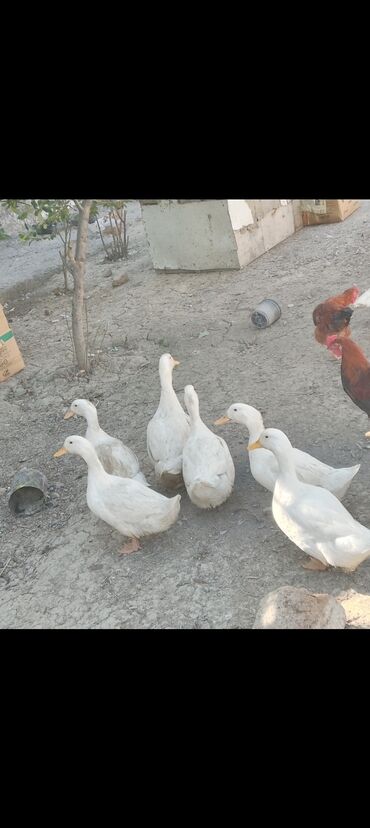 Quşlar: Kuban ördekler satilir 25 ədəddir 10 azn son qiymət, 2 ay 18
