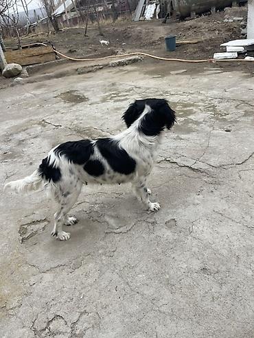 Отдам даром собаку: Собака русский охотничий спаниель, мелкая/средняя, черно-белого окраса — 4