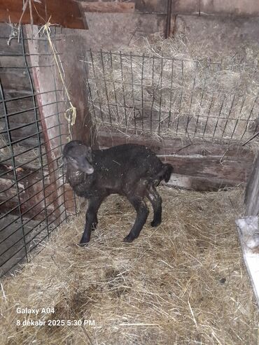 Qoyunlar, qoçlar: QOYUN-QUZU KEÇİLƏR — 5