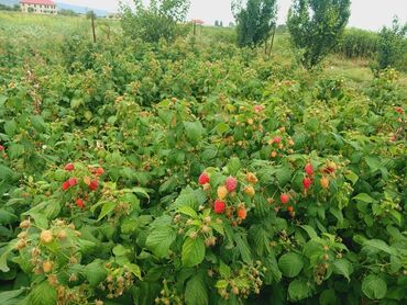 Meyvə və giləmeyvə: Məhsul: Təzə moruq (bağdan yığılmış) Təsvir: - Şirin, ətirli və — 2