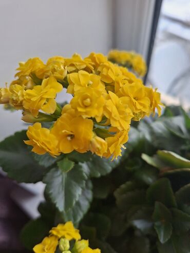 сдам 2 комнатные квартиры в бишкеке: Продаю цветы 
Каланхое 
5 расцветки 
цена от 150-250сом