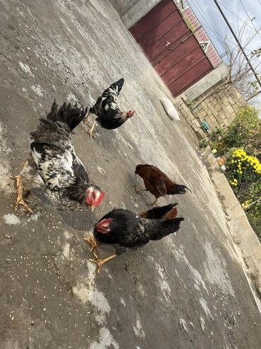 İtlər: Xoruz, il: <1, Ünvandan götürmə