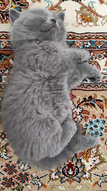 Pişiklər: Britan — 7