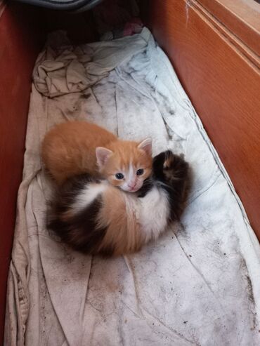 nuzhnye v dom: Отдаются миленькие котята,которые принесут счастье и удачу в