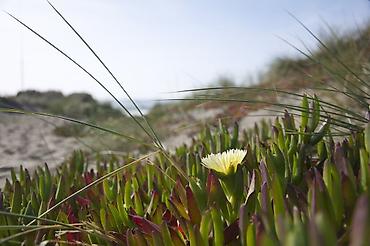 дюна: Морской суккулент «Карапуз ледяной» (Carpobrotus edulis) — укоренённые — 1