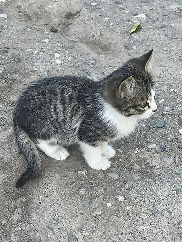 хара: Котята тигрового окраса - Окрас: серо-чёрный табби с белыми — 1