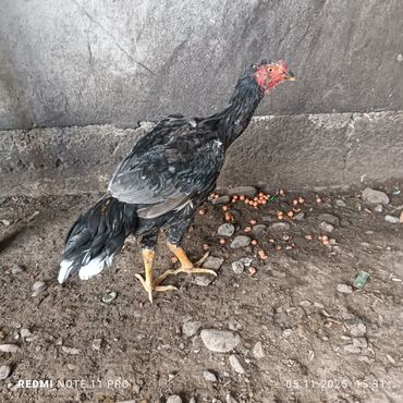 декоративные кролик: Продаю | Петух | Дакан | Для разведения at lalafo.kg декоративные кролик: Продаю | Петух | Дакан | Для разведения