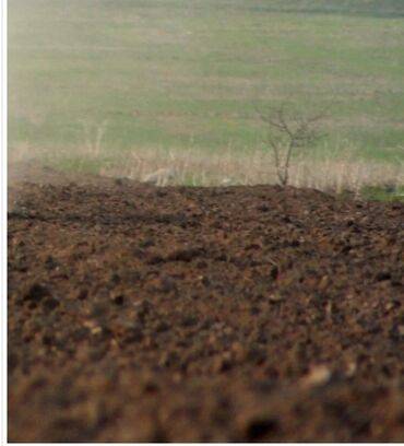 Torpaq sahələrinin satışı: Kənd təsərrüfatı -da lalafo.az — 8 Torpaq sahələrinin satışı: Kənd təsərrüfatı — 8