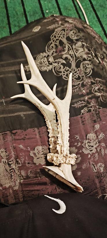 Спорт жана хобби: Рога косули (Capreolus capreolus) на части черепа, трофейная пара — 2