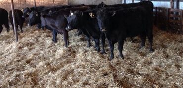 цены породистых собак: Продаю | Корова (самка), Бык (самец), Тёлка