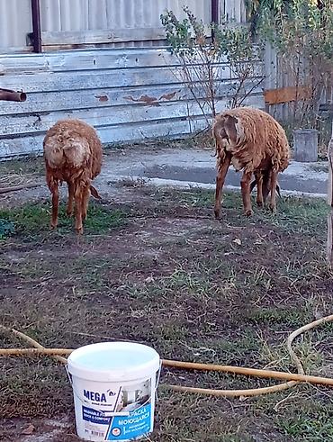 ягненок цена: Продаю | Баран (самец) | Полукровка — 6