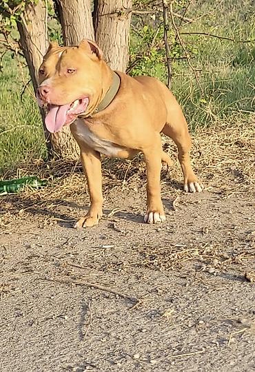 boyuk itlər: Pitbul, 1 il, Erkək, Peyvəndli, Ödənişli çatdırılma, Ünvandan götürmə — 2