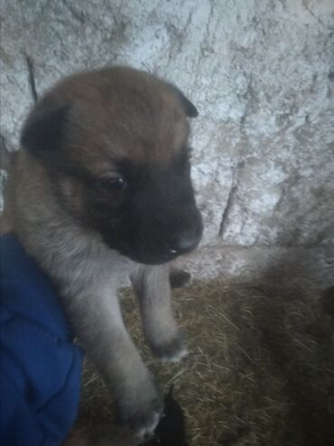 Продажа собак: Бельгийская овчарка, 1 месяц, Самец, С прививкой — 10