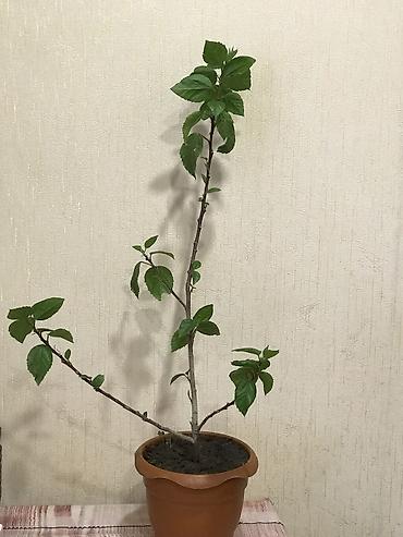 nar agacı: Saksıda dekorativ ev bitkisi – hibiskus (Çin qülü). - Rəng: yaşıl — 1