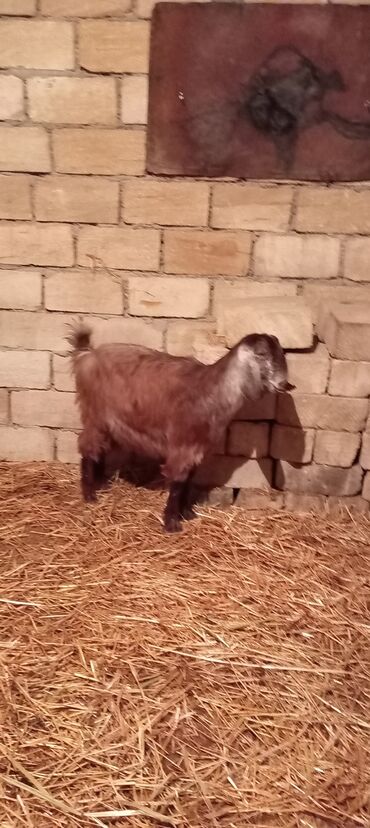 Keçi, çəpiş: Super təmiz qan hələb keçisi. Birinci qarın doğacaq İNŞƏALLAH. Başı — 8