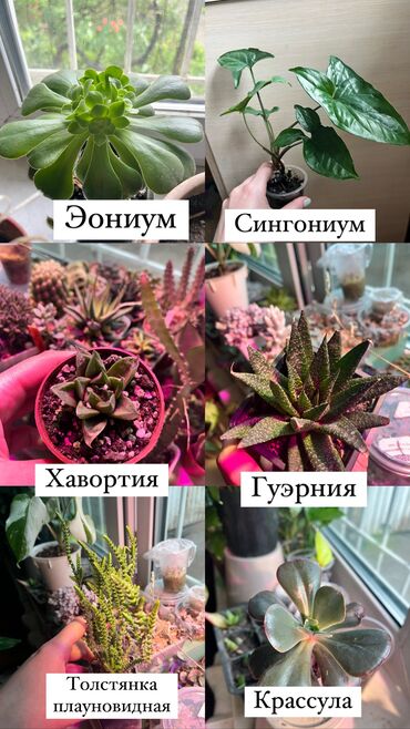 Другие комнатные растения: Эониум 300 Сингониум 200 Хавортия 150 Гуэрния 350 Толстянка 200
