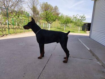 Psi: Stenci dobermana na prodaju sa papirama, ostenjeni 12.juna. Papiri se — 4