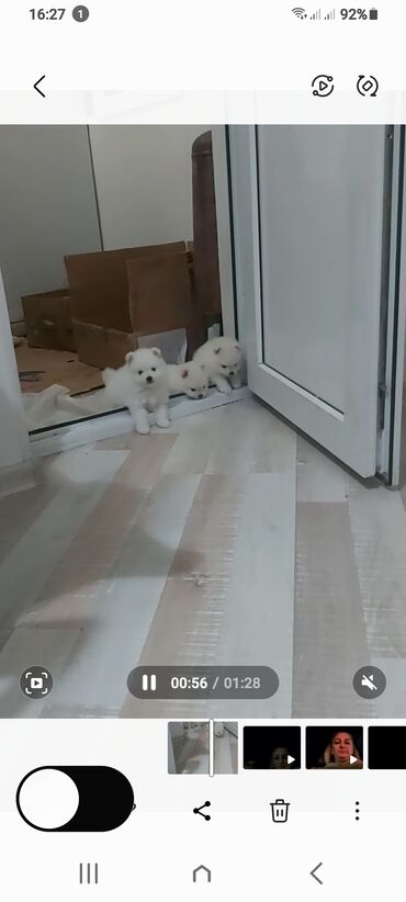 İtlər: Şpitz, 1 ay, Erkek — 12