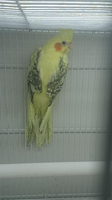 Tutuquşları: Bir ədədi -100-azn 150 azn aq rəydə olanlar qiymət fərqli hazır -da lalafo.az — 9 Tutuquşları: Bir ədədi -100-azn 150 azn aq rəydə olanlar qiymət fərqli hazır — 9