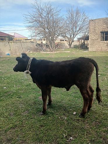 Dana, buzov: Diși göbəkli 7ayLlq disi danadlr. dananln anaslvə anaslnln anaslda — 26