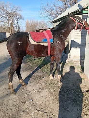 Лошади, кони: Продаю | Жеребец | Рабочий | Мерин — 8