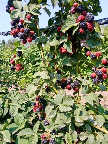 штамбовая роза купить: Саженцы : Ежевика, Самовывоз